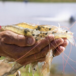 A farmer holding shrimp