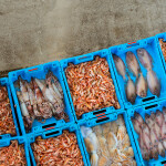 Seafood in containers