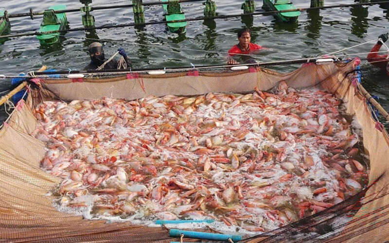 Tilapia rounded up into a net