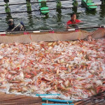 Tilapia rounded up into a net