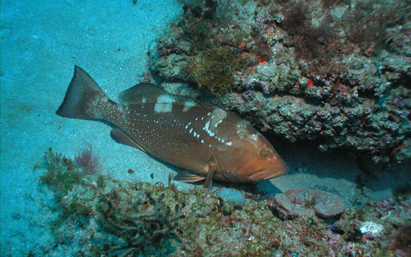 red grouper