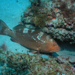 red grouper