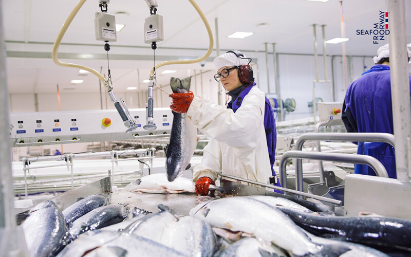 The inside of a Norwegian salmon processing facility