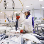 The inside of a Norwegian salmon processing facility