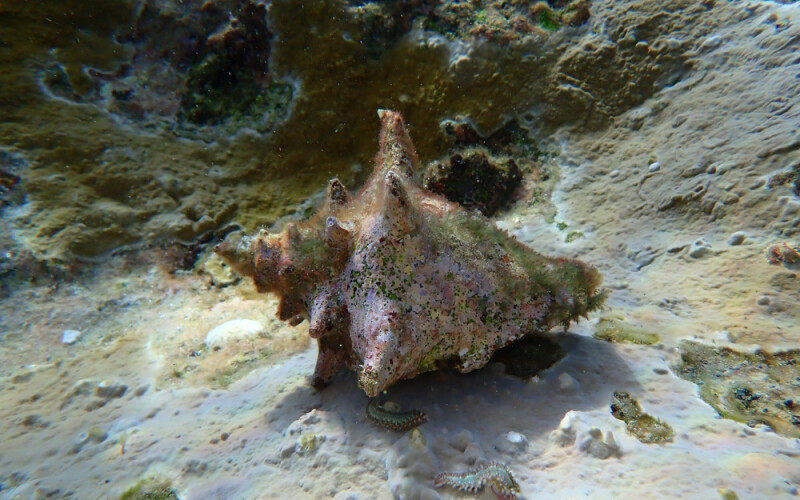 queen conch