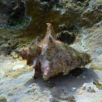 queen conch