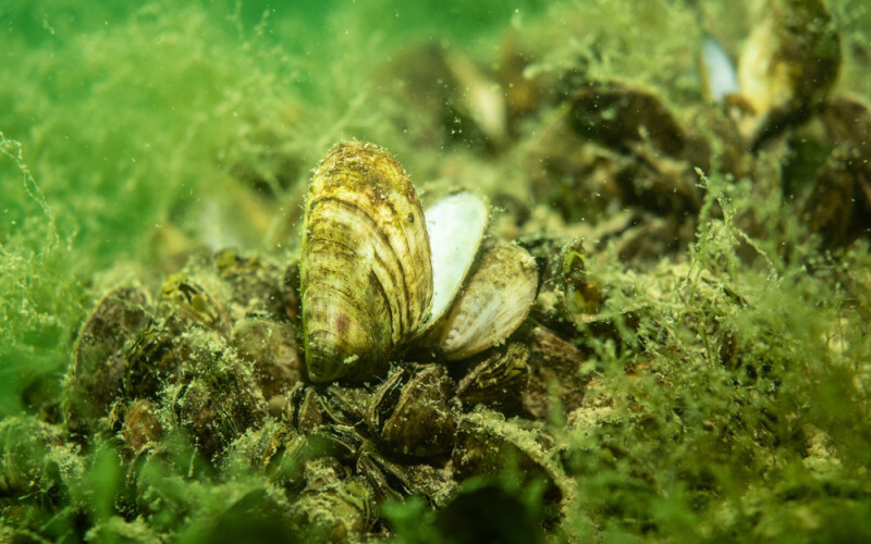 A quagga mussel