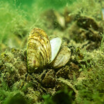 A quagga mussel