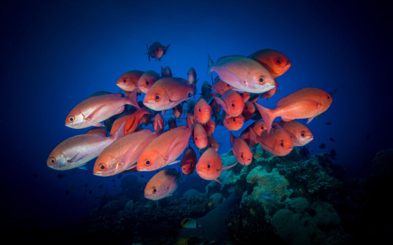 red snapper
