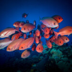 red snapper