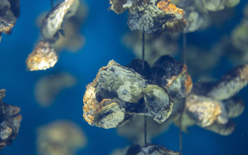 Oysters growing in aquaculture