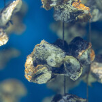 Oysters growing in aquaculture
