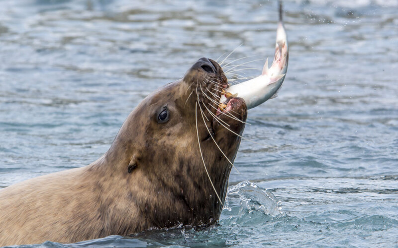sea lion eating salmon