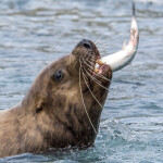 sea lion eating salmon
