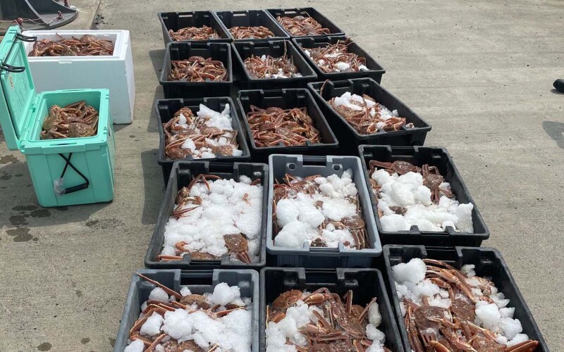 Piles of snow crab in containers