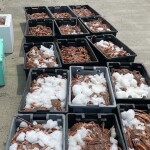 Piles of snow crab in containers
