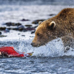 A salmon being chased by a bear in a river