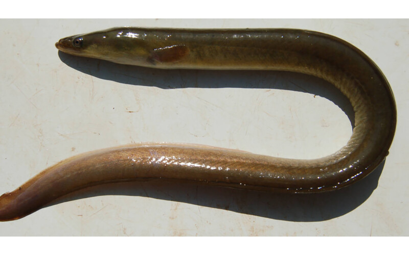 A snake eel