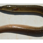 A snake eel