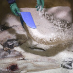 A cod processing facility salting cod in Portugal