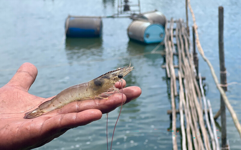 A person holding a whiteleg shrimp