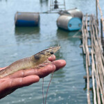 A person holding a whiteleg shrimp