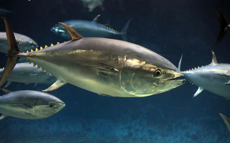 bluefin tuna