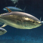 bluefin tuna