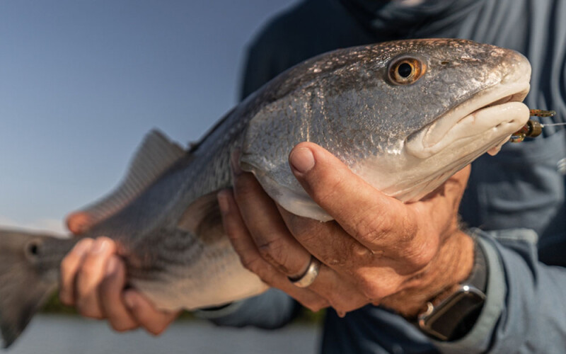red drum