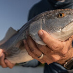 red drum