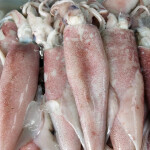 squid