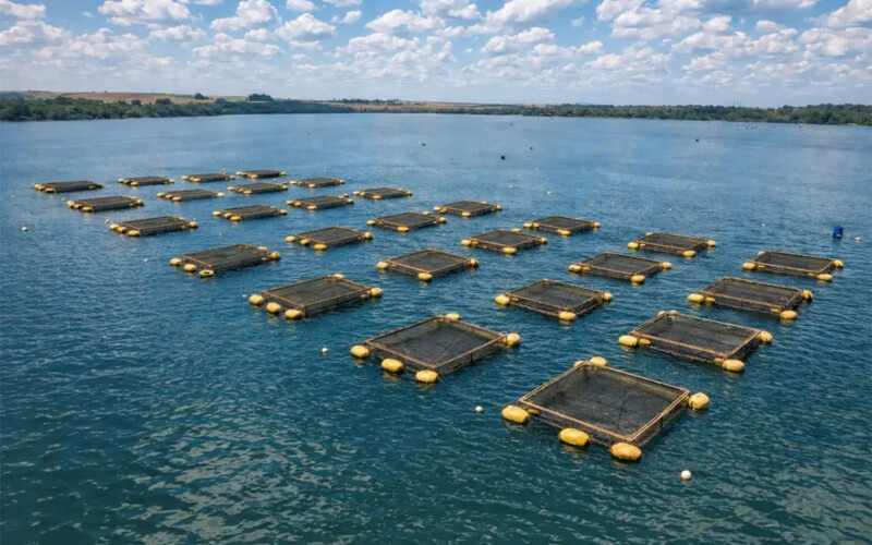 A tilapia farm in Brazil