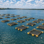 A tilapia farm in Brazil