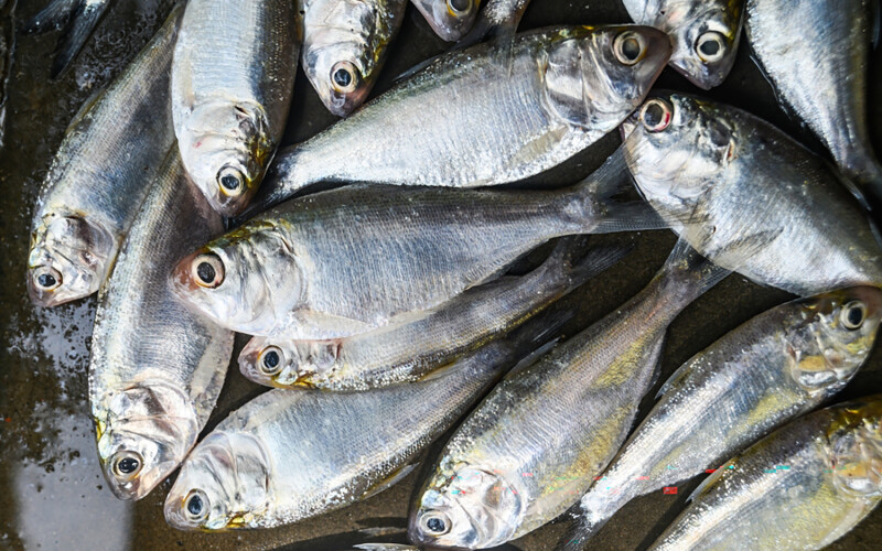 Indian oil sardines