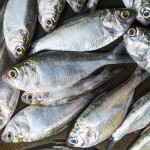Indian oil sardines