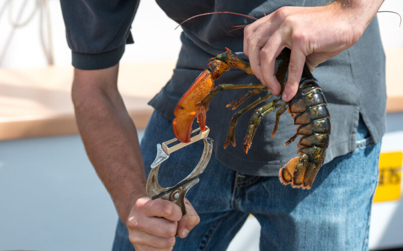 a lobster