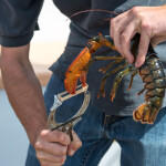 a lobster