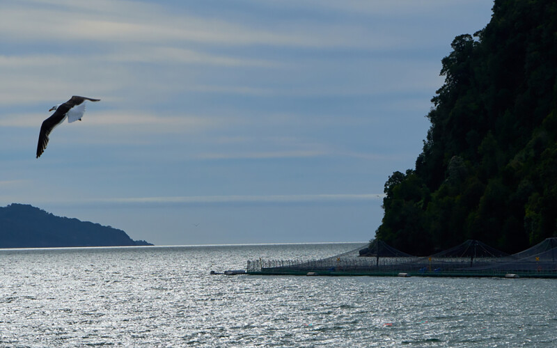 A Chilean salmon farm
