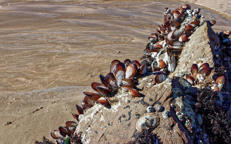 Wild South African mussels