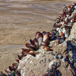 Wild South African mussels