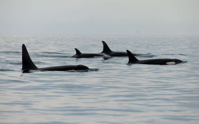 southern resident killer whales