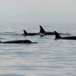 southern resident killer whales
