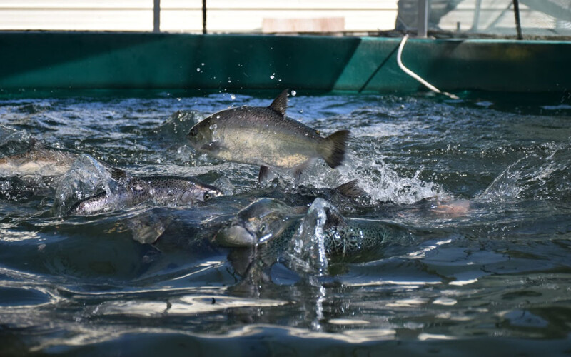 a salmon