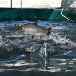 a salmon