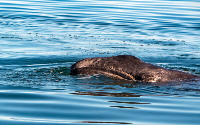 Newborn gray whale calf
