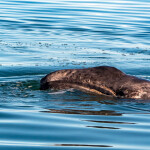 Newborn gray whale calf