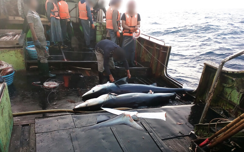 Illegal shark finning aboard a vessel