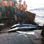 Illegal shark finning aboard a vessel