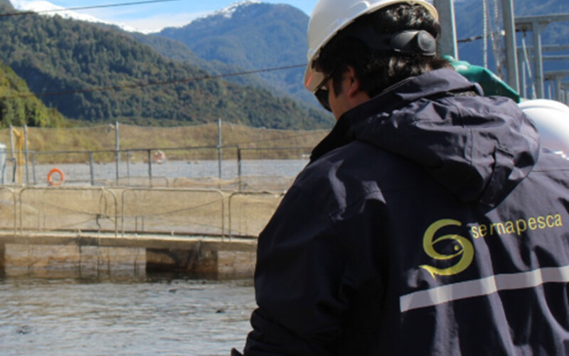 A Sernapesca working at a Chilean salmon net pen