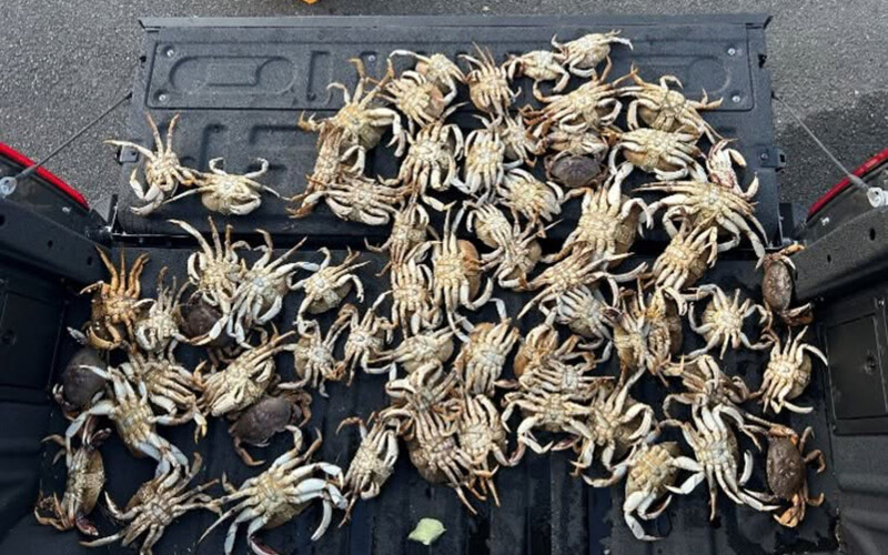 Oregon crab fisher busted for attempting to smuggle 65 Dungeness crabs